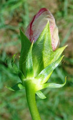  Floral bud with epicalyx and calyx